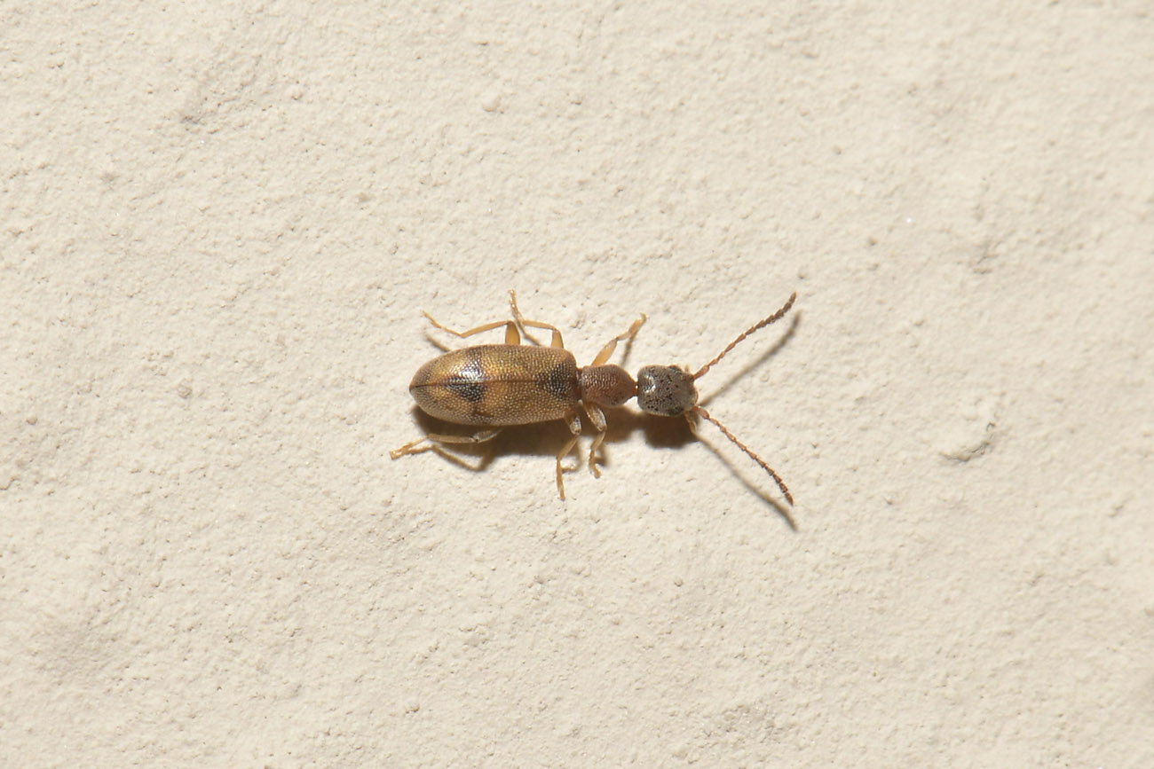 Anthicidae: Endomia unifasciata?  S